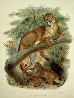 Philadelphia Prints: Cougar, Puma, Panther and American Lion (Felis Concolor) by Elliot