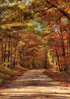 Farbenfroh Prints: country road through autumn trees country rural road through the forest in autumn or fall Copyright: xZoonar