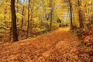 Gravel Prints: Country road covered with autumn leaves Fairbanks Provincial Park Ontario Canada
