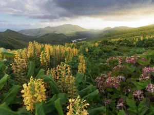 Celebrity Prints: Countryside of Flores Island with many hydrangea and ginger lily flowers