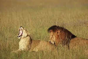 East Africa Prints: Couple of lions in the savanna Masai Mara Kenya
