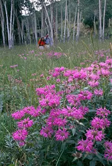 Strolling Prints: Couple walking through wildflower meadow in Rocky Mtns, CO