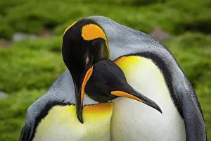 Wildness Prints: Courtship Behavior, King Penguins (Aptenodytes patagonicus)