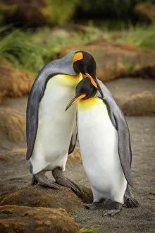 Large Group Prints: Courtship Behavior, King Penguins (Aptenodytes patagonicus)