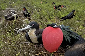 Ecuador Prints: Courtship behaviour of pacific Frigatebird male Galapagos
