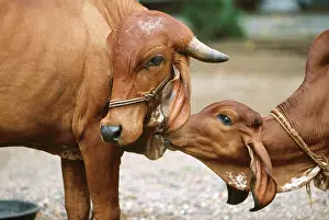 Mothers Day Prints: Cow and Calf, Narmada, manglesh, Bharuch, Gujarat, India