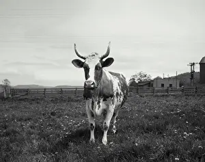 Farm Prints: Cow with horns inside of fence
