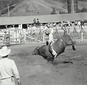 Struggle Prints: Cowboy riding a bull in a rodeo