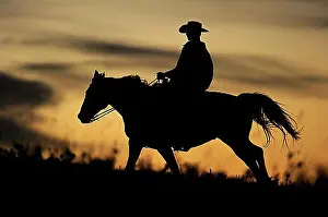 Evening Atmosphere Prints: Cowboy riding over the prairie, silhouette at sunset, Saskatchewan, Canada, North America