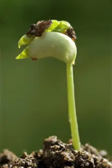 Vegetables Prints: Cowpea (Vigna sinensis) germinating seedling, Trivandrum, Kerala, India