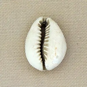 Word Prints: Cowry shell - is the name for a group of small to large sea snails
