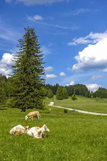 Lower Prints: Cows on alping pasture, Maumau-Wiese, Losenheim, Lower Austria, Austria