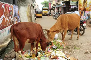 Medium Group Prints: Cows eating garbage on the street, Chidambaram, Tamil Nadu, India