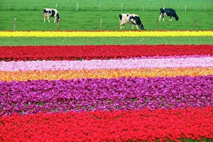 Tulips Prints: Cows near colorful tulip fields near village of Ursem, Netherlands