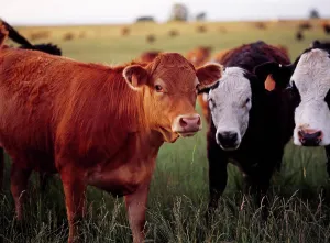 Cows Prints: Cows in pasture north of Castleford, Twin Falls County, Idaho