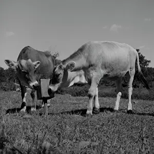 Curiosity Prints: Cows at salt lick
