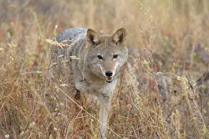 Montana Prints: Coyote, Canis latrans, on foothills slope in autumn, Montana, USA