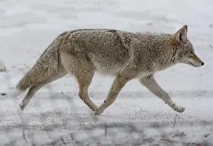 Mountains Prints: Coyote on the move during a Colorado snow storm