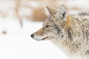 Canidae Prints: Coyote Profile Looking Towards the Horizon