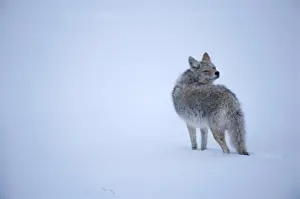 Wyoming Prints: Coyote standing in the snow, Yellowstone National Park, Wyoming, USA