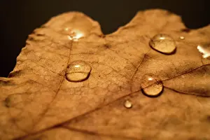 Dekoration Prints: Cozy autumn background of yellow leave with raindrops