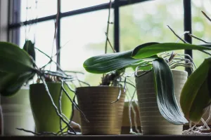 Property Prints: Cozy living room with different potted plants in plastic pot on sill in house
