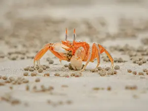 Ecuador Prints: crab eating in the wet sand