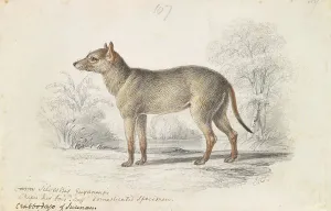 1776 1859 Prints: Crabodage Surinam Aguara Dog Charles Hamilton Smith