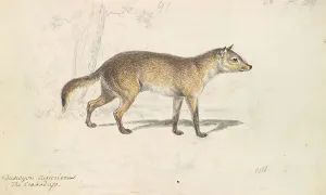 Crabodago Aguara Fox Charles Hamilton Smith 1776-1859