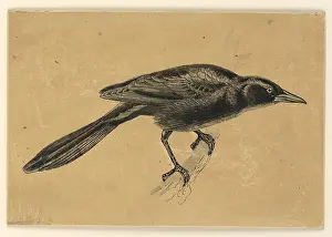Profile Prints: The Crackle, or Crow-Blackbird