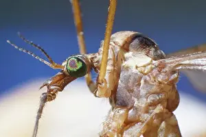 Alien Prints: crane flies insect extreme macro close up, scary tipule monster body