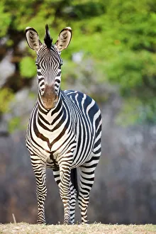 Crawshay's zebra (Equus quagga crawshayi) on the banks of the Luangwa River