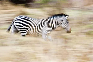 Riverbank Prints: Crawshay's zebra (Equus quagga crawshayi) at the riverbank