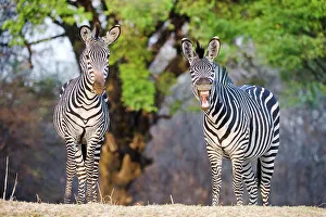 Laziness Prints: Crawshay's zebras (Equus quagga crawshayi) on the banks of the Luangwa River