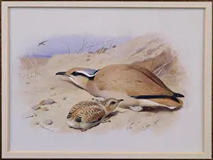 Pencil Prints: A Cream-Coloured Courser. Archibald Thorburn (1860-1935)