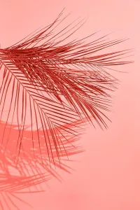 Curve Prints: Creative pattern from palm leaf with shadows on a on a color of the year 2019 Living Coral background