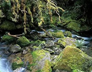 Australasia Prints: Creek in a rainforest, New Zealand, Oceania