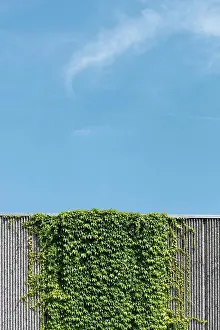 Concrete Prints: Creeping plant growing at concrete wall in front of blue sky