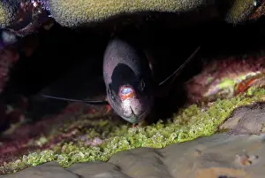 Caribbean Prints: Creole wrasse hiding in reef ledge. Clepticus parrae. Curacao, Netherlands Antilles
