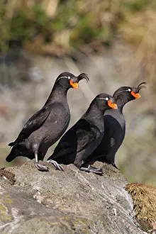 Marine Prints: Crested Auklet (Aethia cristatella) three adults