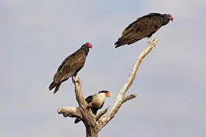 Small Group Prints: Crested caracara (Caracara cheriway) adult (center) and turkey vultures (Cathartes aura)