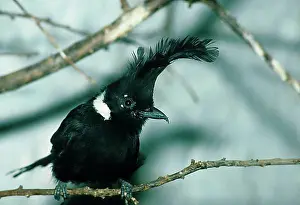 Adult Animal Prints: Crested jay (Platylophus galericulatus), Corvids, Songbirds, Animals, Birds, Crested Jay