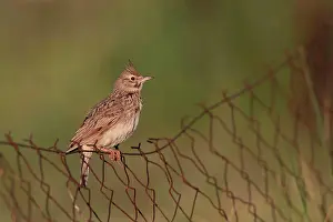Aegean Prints: Crested Lark (Galerida cristata) adult