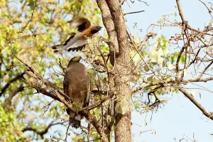 Spread Wings Prints: Crested Serpent Eagle (Spilornis cheela) being mobbed by Rufous Treepie (Dendrocitta vagabunda)