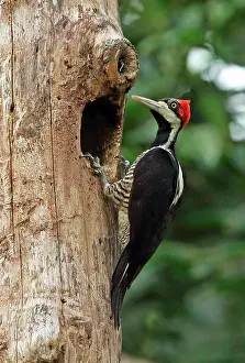 Rainforests Prints: Crimson-crested Woodpecker (Campephilus melanoleucos melanoleucos)