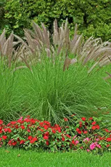 Gramineae Poaceae Family Prints: Crimson fountaingrass in a garden