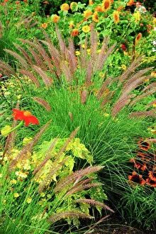 Morphology Botany Prints: Crimson fountaingrass in a garden