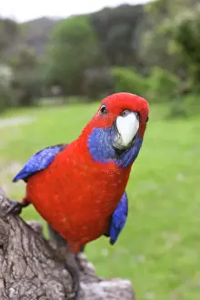 Multicoloured Prints: Crimson Rosella, Platycercus elegans, Wilsons Promontory, Victoria, Australia