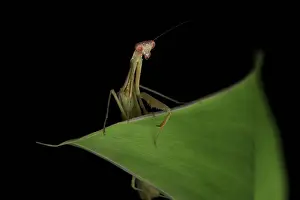 Defense Prints: Crisp, Clean studio Shot of Green Praying Mantis on Black Background