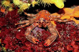 Arthropod Prints: Croatia, Spinous Squad Lobster, Galathea strigosa